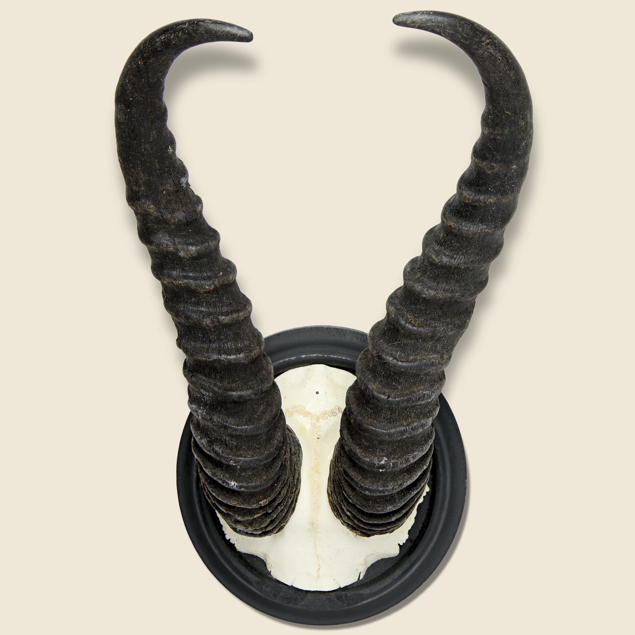 Ibex Horn Mount - Art Gallery - STAG Provisions - One & Done - Miscellaneous